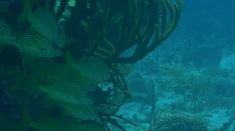 Tropical Fish Stock Footage 63234891