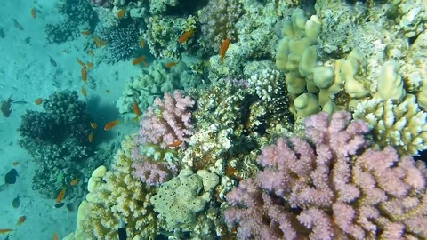 Tropical Fish Stock Footage 74504336