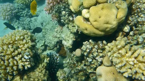 Tropical fish. Vídeo Stock 74504631