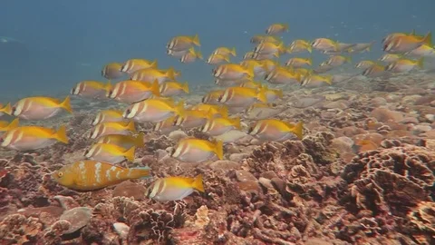 Tropical fish Stock Footage 81112655