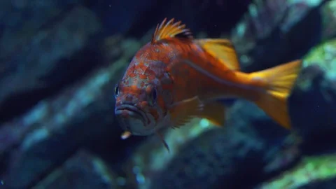 Tropical Fish 動画素材 82877286