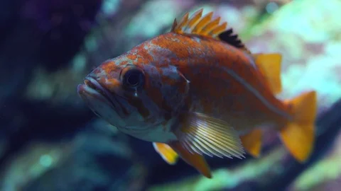 Tropical Fish 動画素材 82877305