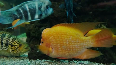 Tropical fish Stock Footage 137652856