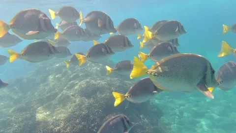 Tropical Fish Stock Footage
