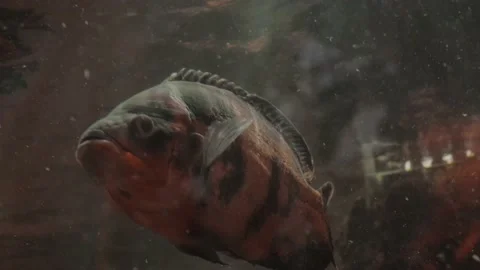 Tropical fish Stock-Footage 160344506