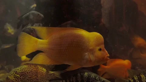 Tropical fish Stock Footage 160344512