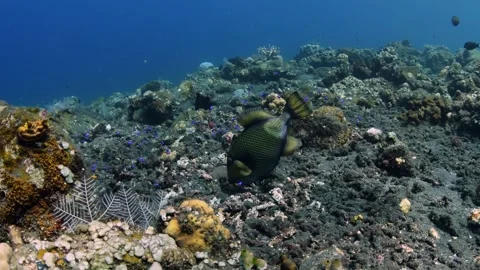 Tropical fish Stock Footage 242558439