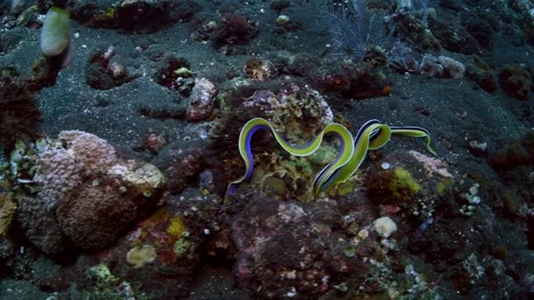 Tropical fish Stock Footage 242595606