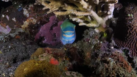 Tropical fish Stock Footage 262540588