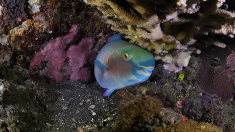 Tropical fish Video stock 262540615