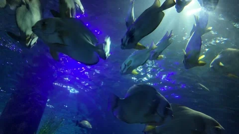 Tropical Fish Stock Footage 310516706