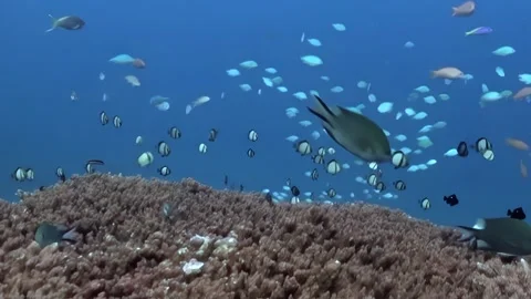 Tropical Fish Glide Through a Sunlit Coral Paradise Stock-Footage 344488355