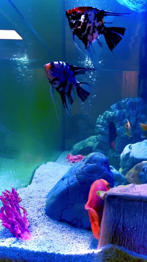 Tropical fish gliding over rocks in clear blue water, peaceful underwater sc Stock Footage 331387342