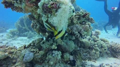Tropical Fish Hiding in Coral While Diver Swims in Background Stock Footage 310570788