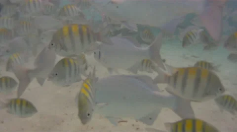 Tropical Fish in Honduras 스톡 동영상 41907252