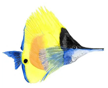 Tropical Fish Illustrazione stock