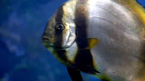 Tropical Fish, Isolated Close Up Stripes on Shiny Silver Fish, Ocean Nature Stock Footage 83738948