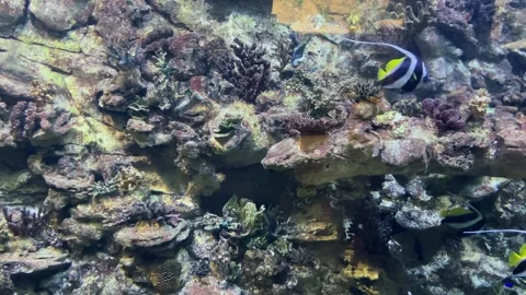 Tropical fish in a large aquarium at the zoo Stock Footage 329092017