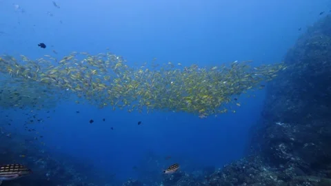Tropical Fish || Large school of fish in the tropics Stock Footage 149965415