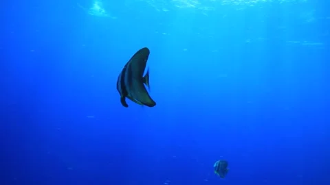 Tropical fish of Micronesia Video stock 325733501