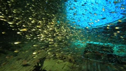 Tropical Fish of Micronesia Stock Footage 325733507