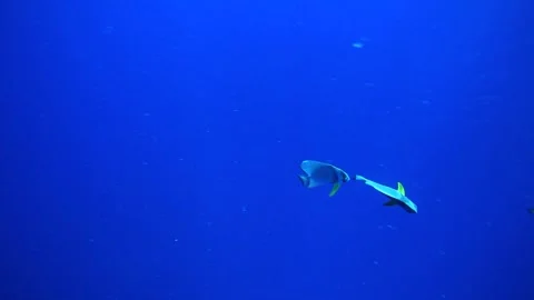 Tropical Fish of Micronesia Stock Footage 325733508