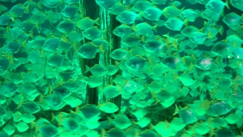 Tropical fish movement. Chaotic movement underwater. Moving colored objects. Stock Footage 233017828