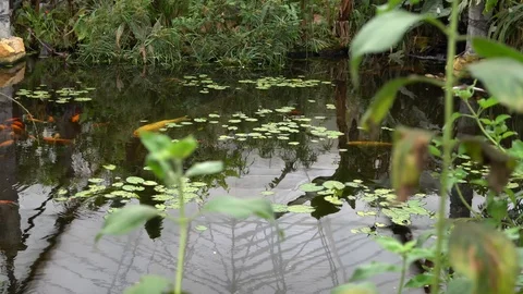 Tropical fish natural environment Stock Footage 89060342