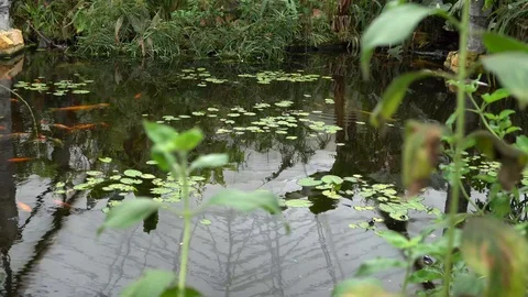 Tropical fish natural environment Video stock 89060343