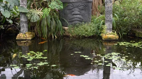 Tropical fish natural environment Stock Footage 89060367