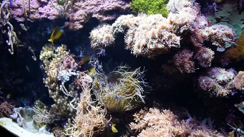 Tropical fish near coral reef with blue ocean water Stock Footage