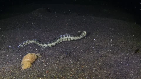 Tropical fish at night Stock Footage 242639684