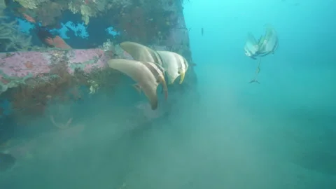 Tropical fish observes sunken artificial structure in ocean Stock Footage 247032419