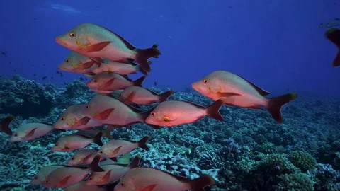 tropical fish, paddletail snapper, Stock Video