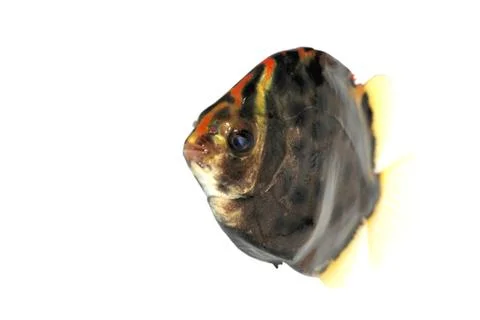 Tropical fish Stock-Fotos