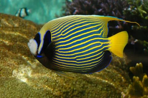Tropical fish Stock Photos
