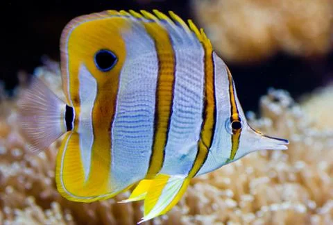 Tropical fish Stock Photos