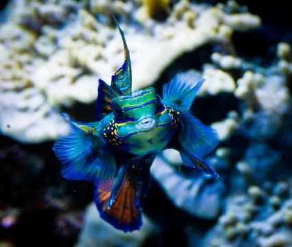 Tropical fish Stock Photos