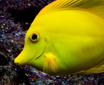 Tropical fish Stock Photos