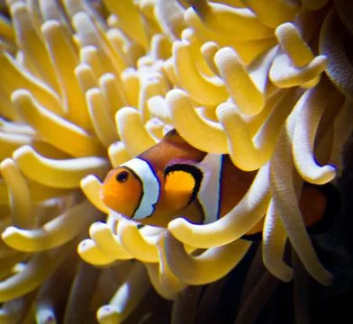 Tropical fish Stock Photos