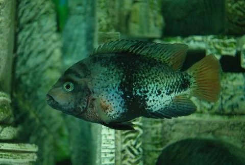 Tropical fish . Stock Photos