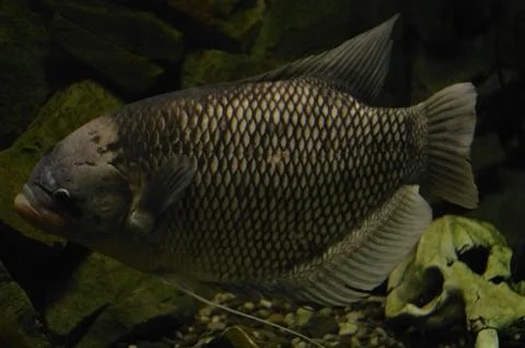Tropical fish . Stock Photos