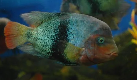 Tropical fish . Stock Photos