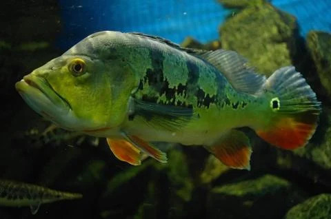 Tropical fish . Stock Photos