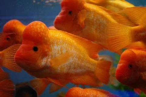 Tropical fish . Stock Photos