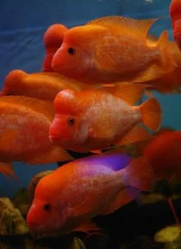 Tropical fish . Stock Photos