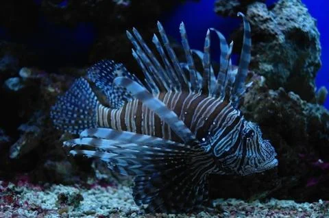 Tropical fish . Stock Photos