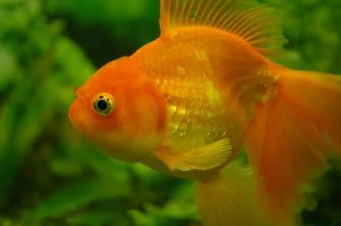 Tropical fish . Stock Photos