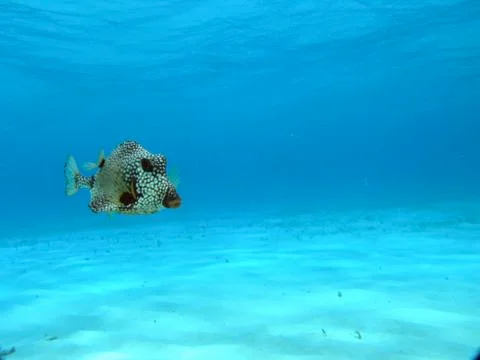 Tropical fish Stock Photos