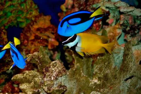 Tropical fish Stock-Fotos